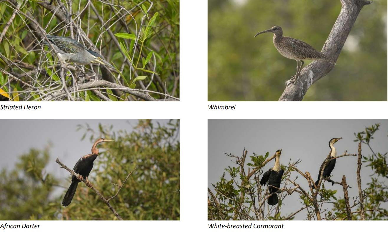 Straited Heron
